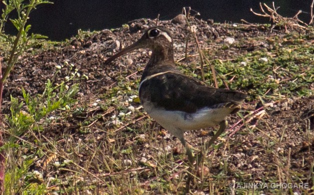Painted Snipe